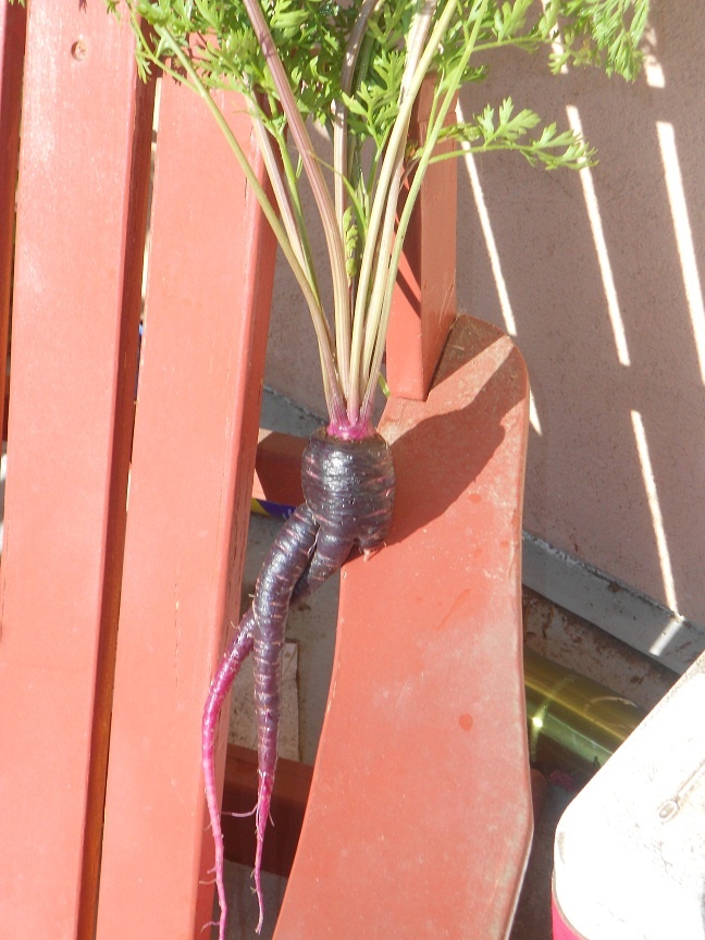 different-colored-carrots